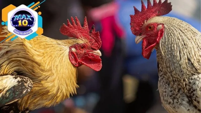 Cách thức tham gia cá cược ở trên nền tảng Đá Gà Max10